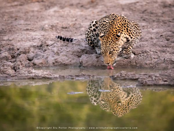 Leopard drinking Savuti, Botswana. Wild4 Photo Safaris