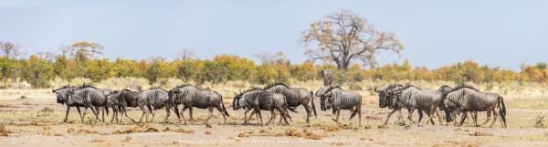 A herd of Blue Wildebeest Savuti, Botswana. Small Group Photo Safari Specialists. Wildlife Panorama