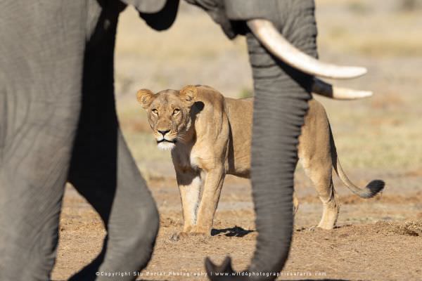 Lioness and Elephant at Marabou Pan Savuti, Botswana. Wild4 Photo Safaris