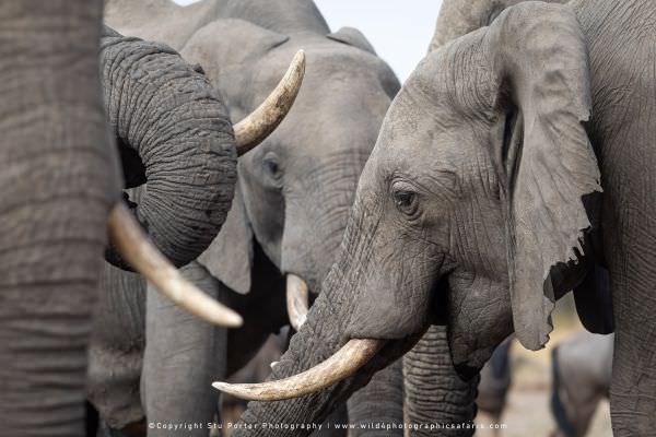 Elephants Savuti, Botswana. Small Group Photo Safari Specialists