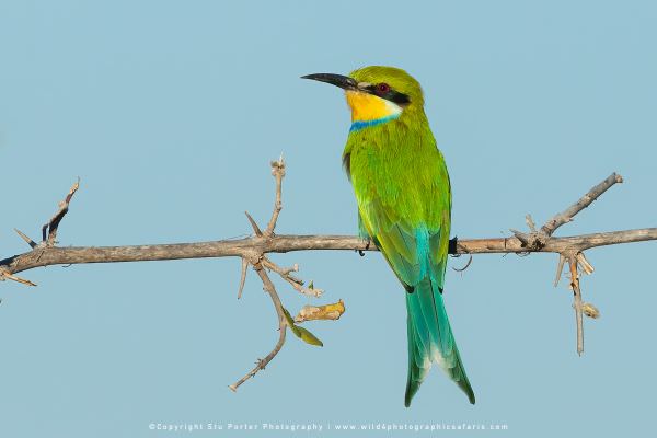 Swallow Tailed Bee-eater Khwai Concession, Botswana. Africa Photo Safari