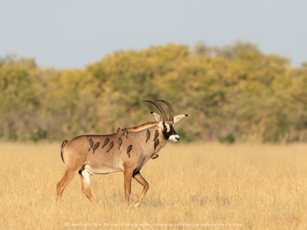 Roan Antelope Savuti, Botswana. Stu Porter Photography Tours