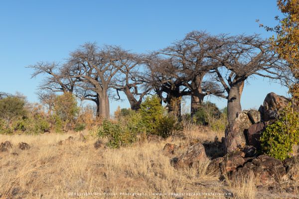 Baobab Trees Savuti, Botswana. African Photographic Safari. Panorama