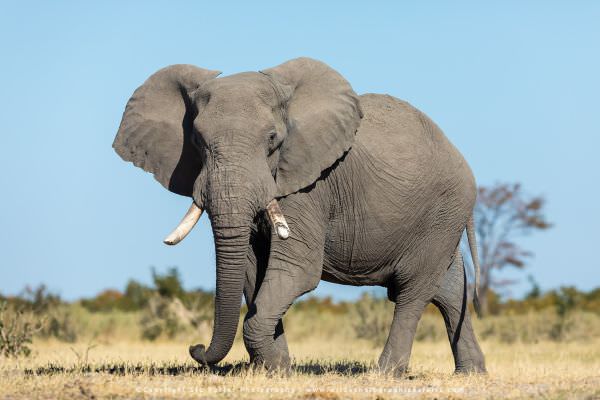 Bull Elephant Savuti, Botswana. African Photographic Safari