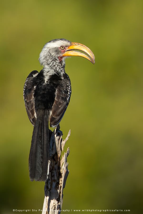 Yellow Billed Hornbill Savuti, Botswana. Africa Photo Safari