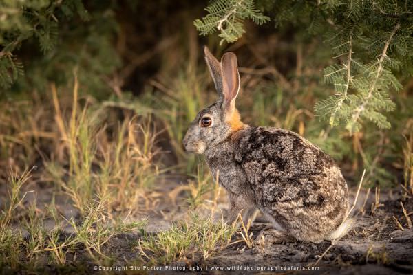 Cape Scrub Hare Khwai Concession, Botswana. Small Group Photo Safari Specialists