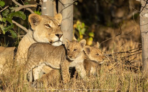 Lioness and cubs Savuti, Botswana. African Photographic Safari