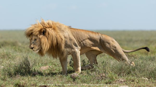 Male Lion, Serengeti, Tanzania