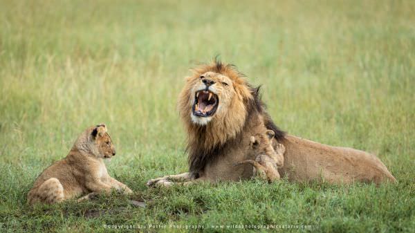 Male Lion and cubs, Serengeti Tanzania. Composite Image
