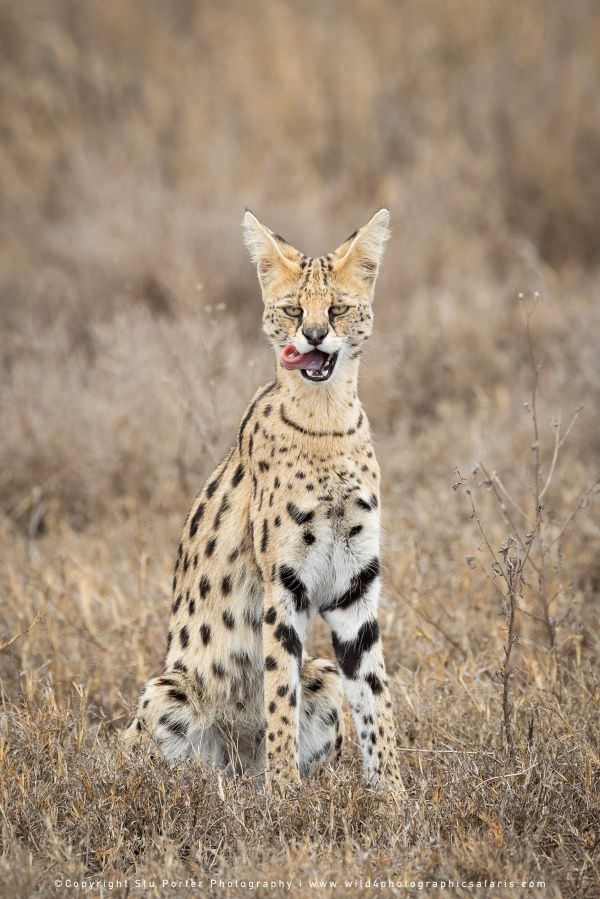 Image of a Serval Cat in the Ndutu area - Tanzania © Stu Porter Tanzania Photo Safaris