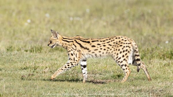 Stu Porter African Wildlife Photography