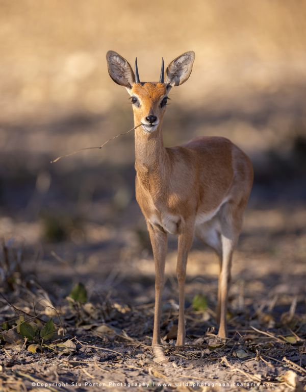 Small Steenbok standing in dry brush by Stu Porter, Wild4 Photo Tours
