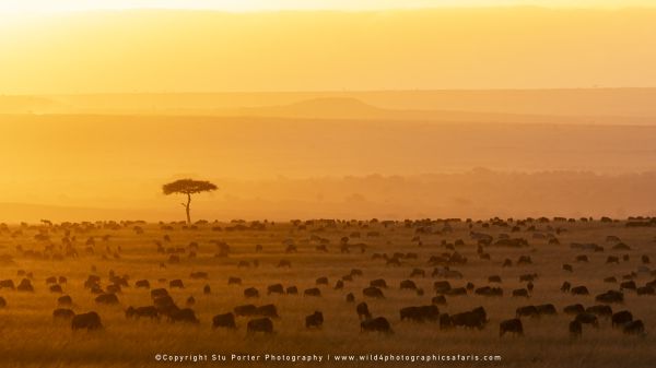 Stu Porter Photography Copyright Kenya Photo Safari with WILD4 African Photographic Tours