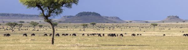 Copyright Stu Porter Northern Serengeti, Tanzania