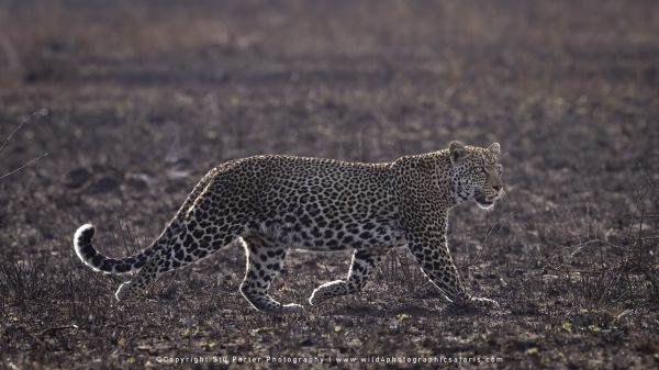 Copyright Stu Porter Central Serengeti, Tanzania
