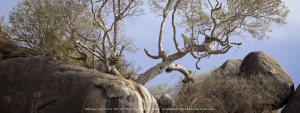 Copyright Stu Porter Central Serengeti, Tanzania