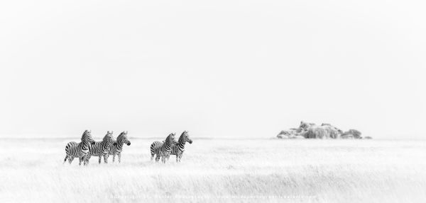 Copyright Stu Porter Central Serengeti, Tanzania