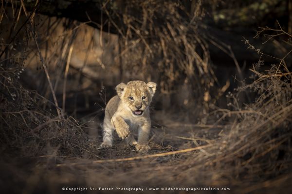 Copyright Stu Porter Photography small Lion cub at the den, Ndutu, Tanzania