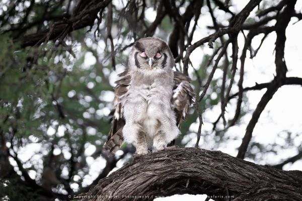 Photo by Stu Porter, Botswana safari