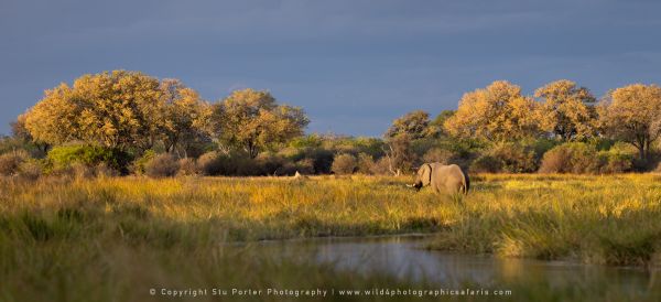 Wild4 African Photographic Safaris with Stu Porter, Botswana Elephant