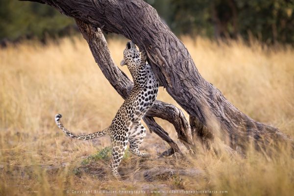 Photo by Stu Porter, Botswana safari