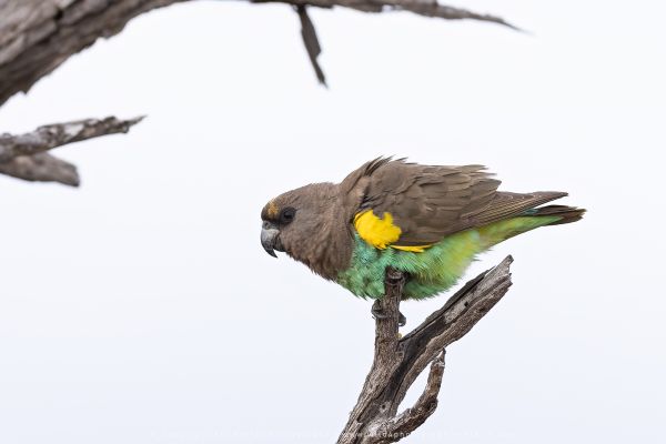 Wild4 African Photographic Safaris with Stu Porter, Botswana Parrot