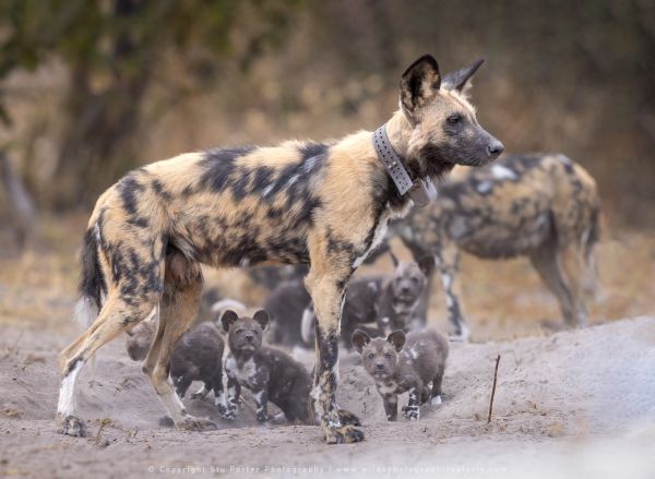 Photo by Stu Porter, Botswana safari