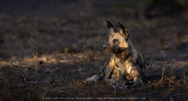 Wild4 African Photographic Safaris with Stu Porter, Botswana Wild dog