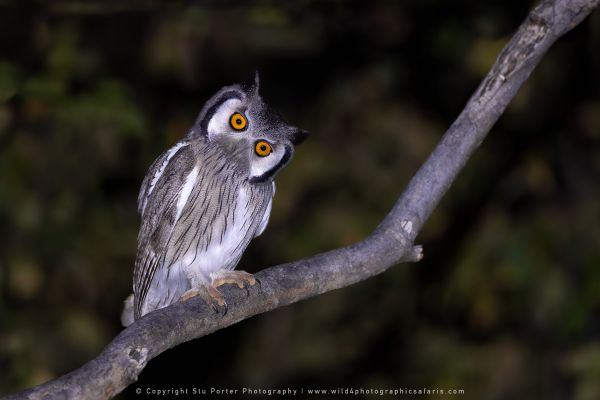 Southern White-faced Owl copyright Stu Porter