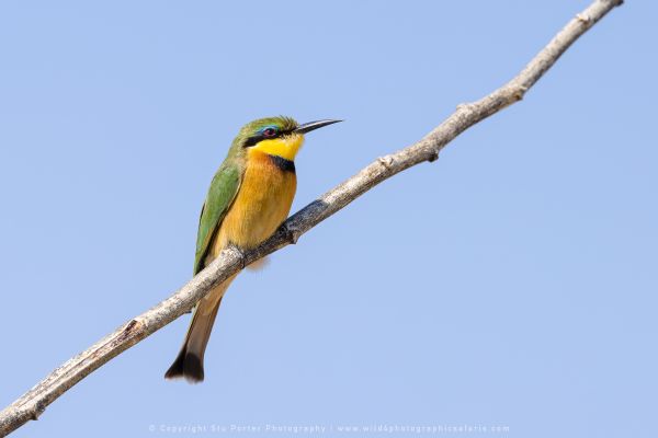 Photo by Stu Porter, Botswana safari