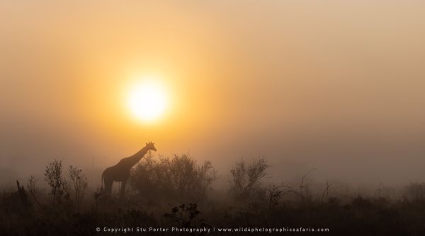 Photo by Stu Porter, Botswana safari