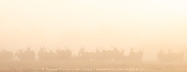 Wild4 African Photographic Safaris with Stu Porter, Botswana Eland