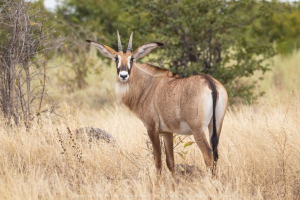 Wild4 African Photographic Safaris with Stu Porter, Botswana Roan