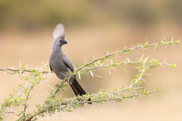 Photo by Stu Porter, Botswana safari