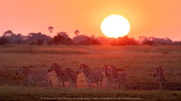 Wild4 African Photographic Safaris with Stu Porter, Botswana