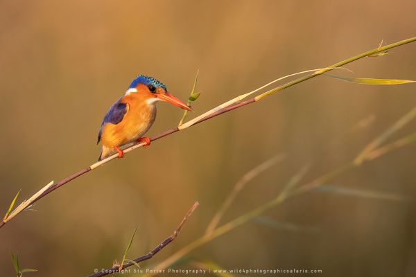 Photo by Stu Porter, Botswana safari