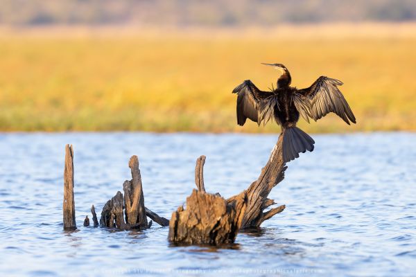 Wild4 African Photographic Safaris with Stu Porter, Botswana African Darter