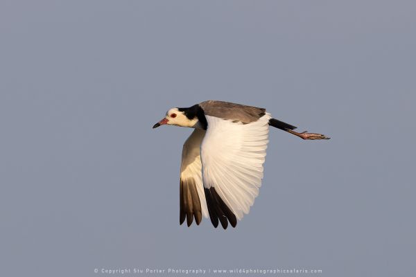 Photo by Stu Porter, Botswana safari