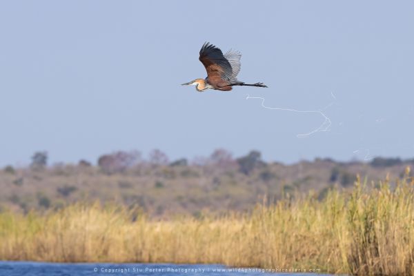 Goliath Heron