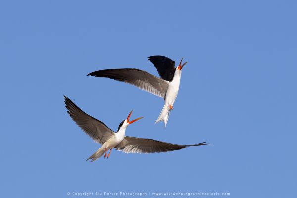 Wild4 African Photographic Safaris with Stu Porter, Botswana African Skimmer