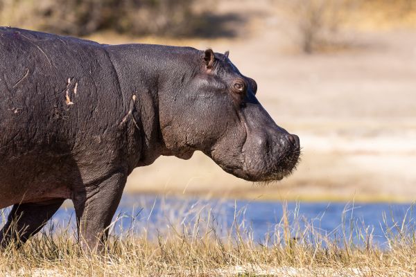 Photo by Stu Porter, Botswana safari