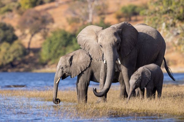 Photo by Stu Porter, Botswana safari