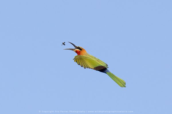 Wild4 African Photographic Safaris with Stu Porter, Botswana White-fronted Bee-eater