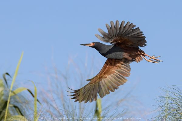 Wild4 African Photographic Safaris with Stu Porter, Botswana Rufous-bellied Heron