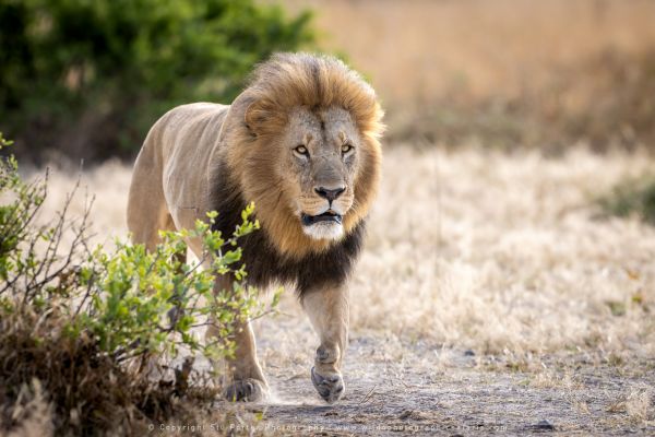 Wild4 African Photographic Safaris with Stu Porter, Botswana Lion