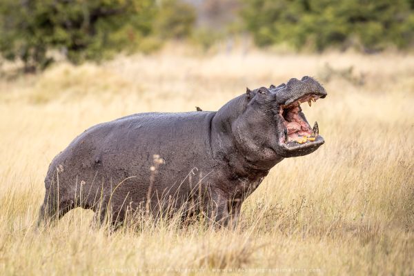 Photo by Stu Porter, Botswana safari