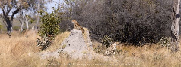 Wild4 African Photographic Safaris with Stu Porter, Botswana Cheetah
