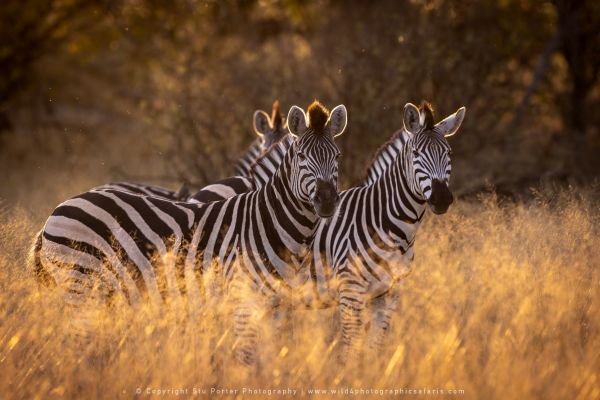 Stu Porter Photography Zebra Botswana