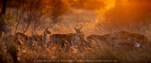 Stu Porter Photography IMpala sunrise Botswana