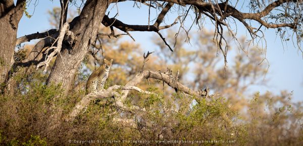 Stu Porter Photography Leopard tree Botswana